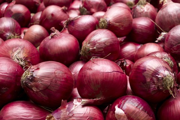Kraken onion