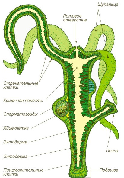 Kraken https